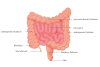 Das Bild zeigt eine Grafik des Darms mit den verschiedenen Bestandteilen - Dickdarm (quer verlaufend, aufsteigend und absteigend), Dünndarm, Blinddarm, Mastdarm, Wurmfortsatz und After.